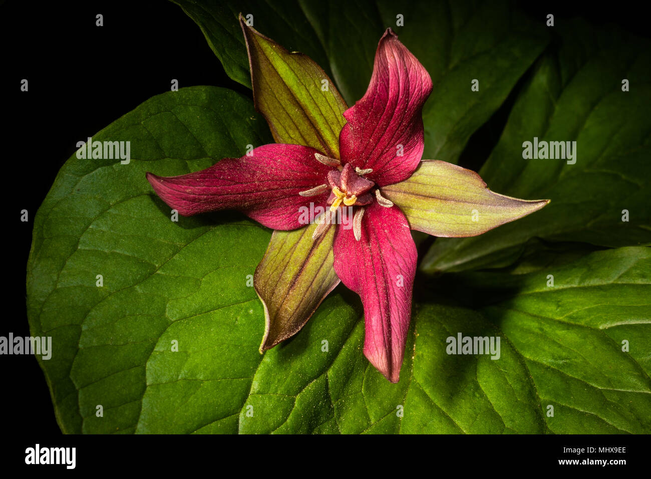A red trillium bloom in spring. Stock Photo