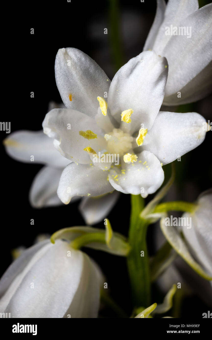 A white wood hyacinth bloom as seen from closeup. Stock Photo