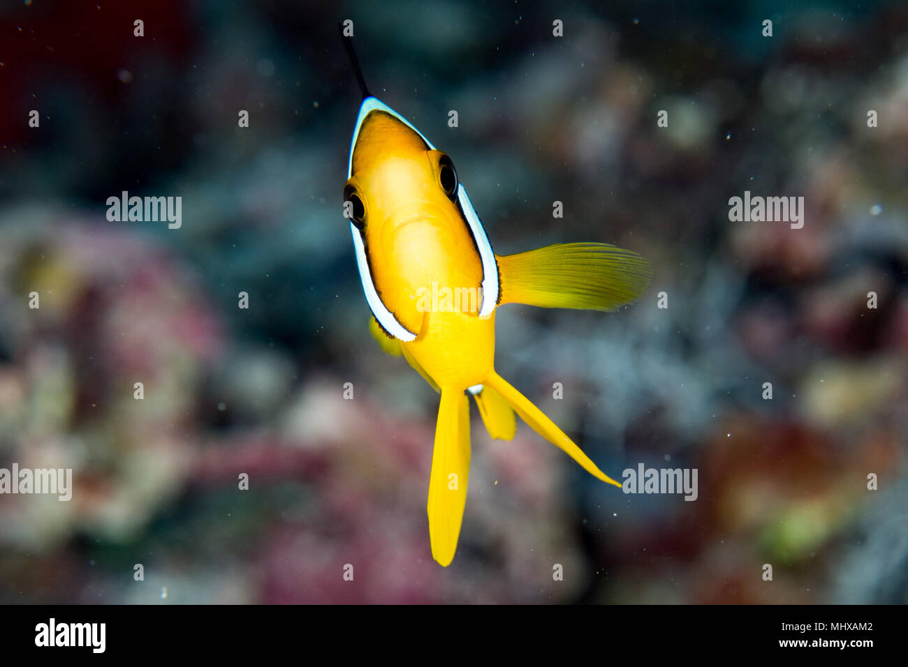 Fish.it Potrait Clown fish portait while looking at you isolated on reef background ...