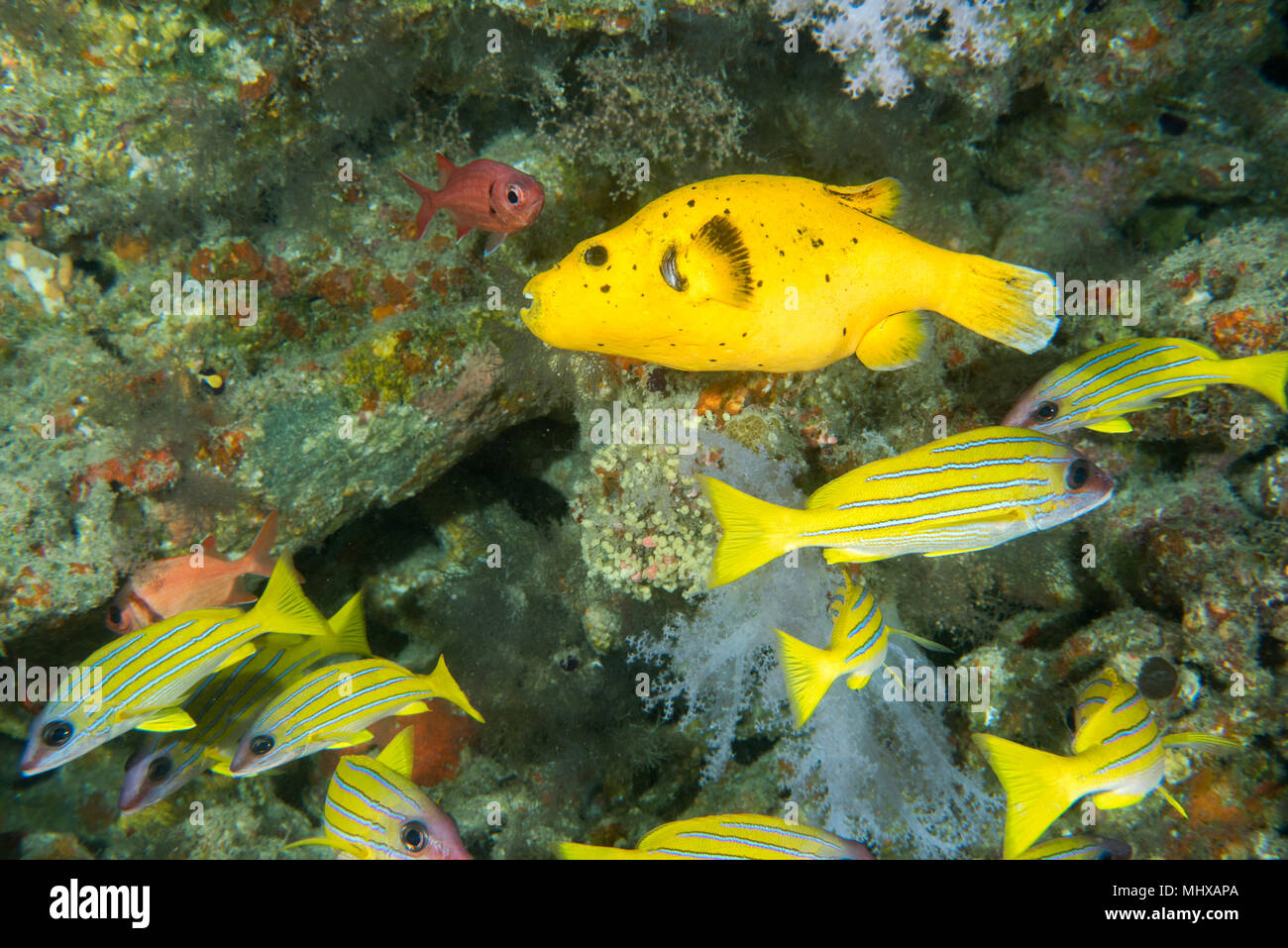 puffer fish close up portrait in maldives Stock Photo