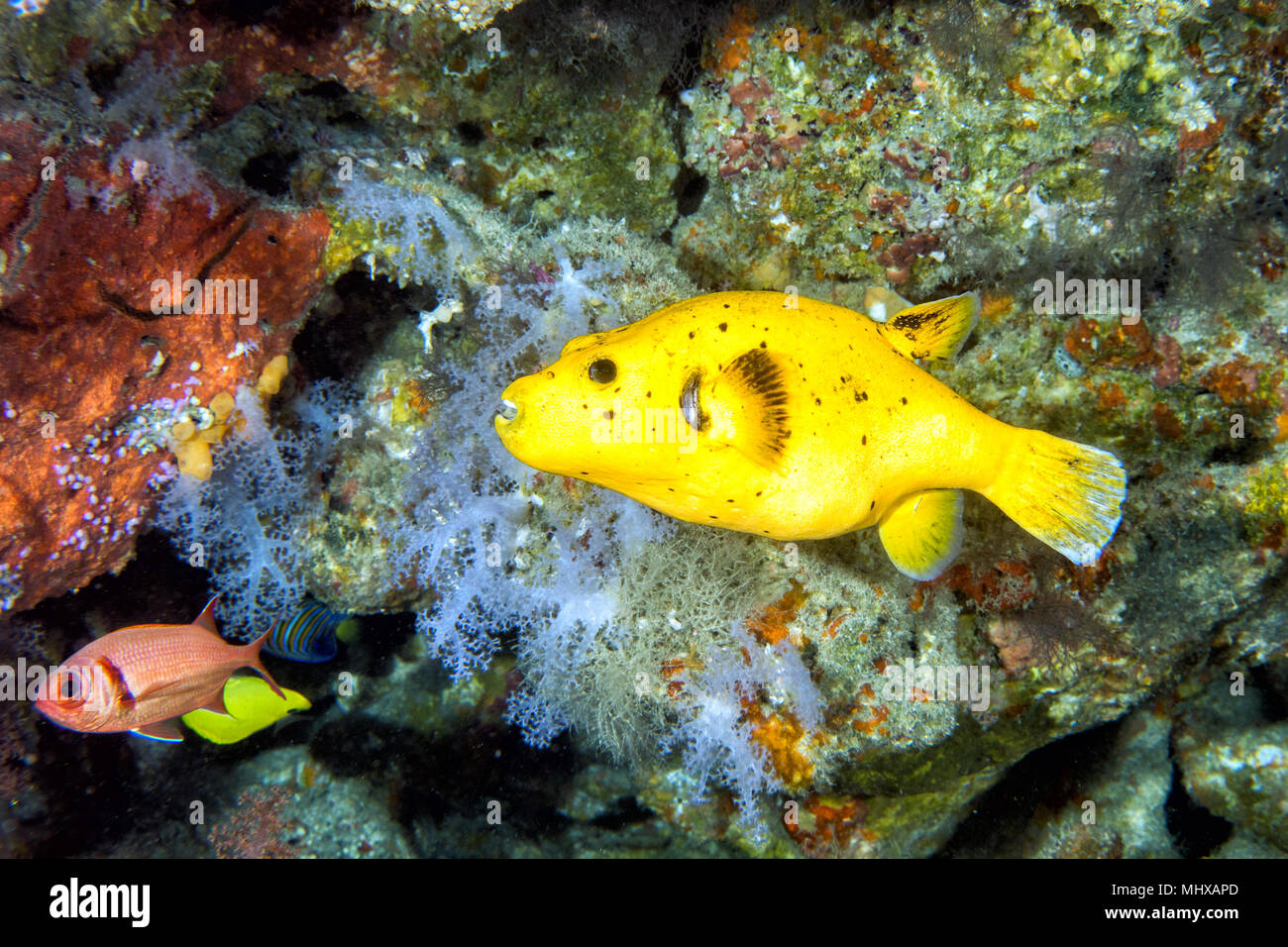 puffer fish close up portrait in maldives Stock Photo