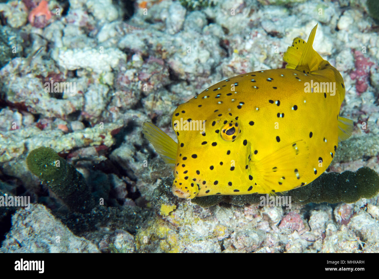Yellow Box Fish ostracion cubicus close up portrait while diving indonesia Stock Photo Alamy