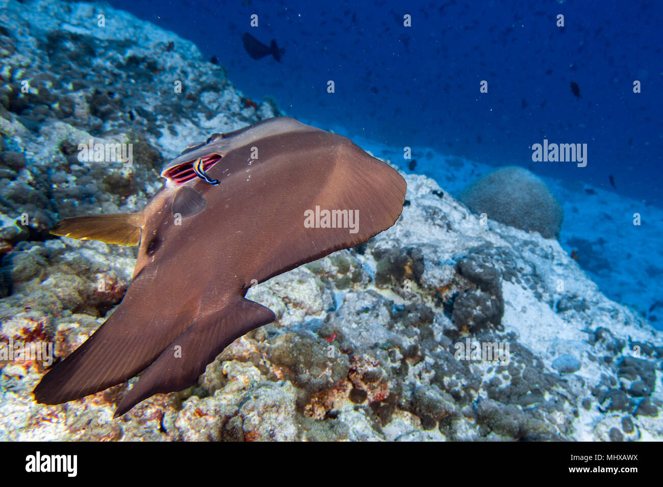 cleaner fish while diving in maldives cleaning bat fish gill Stock