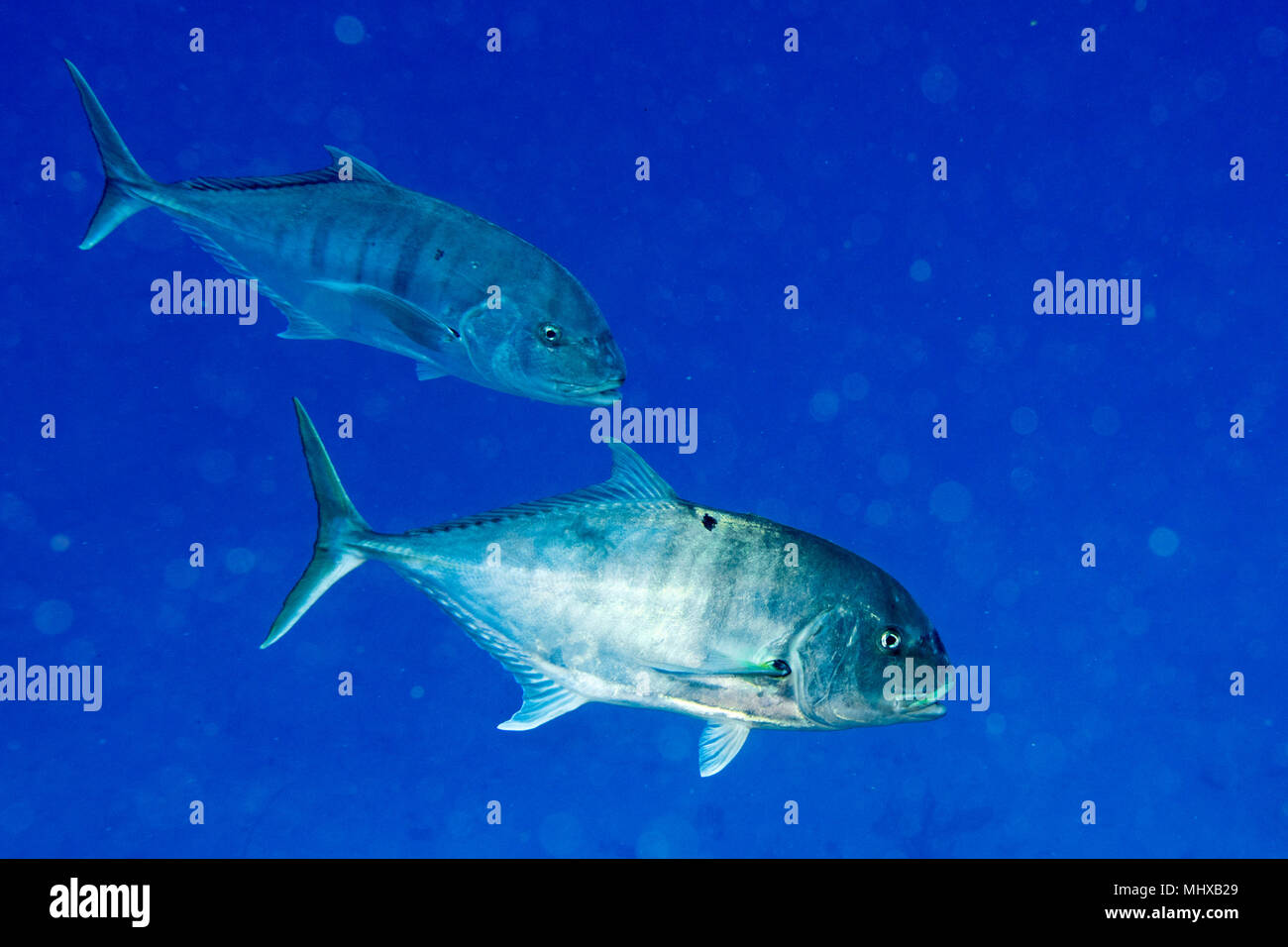 red snapper fish while coming to you in blue ocean of maldives Stock Photo