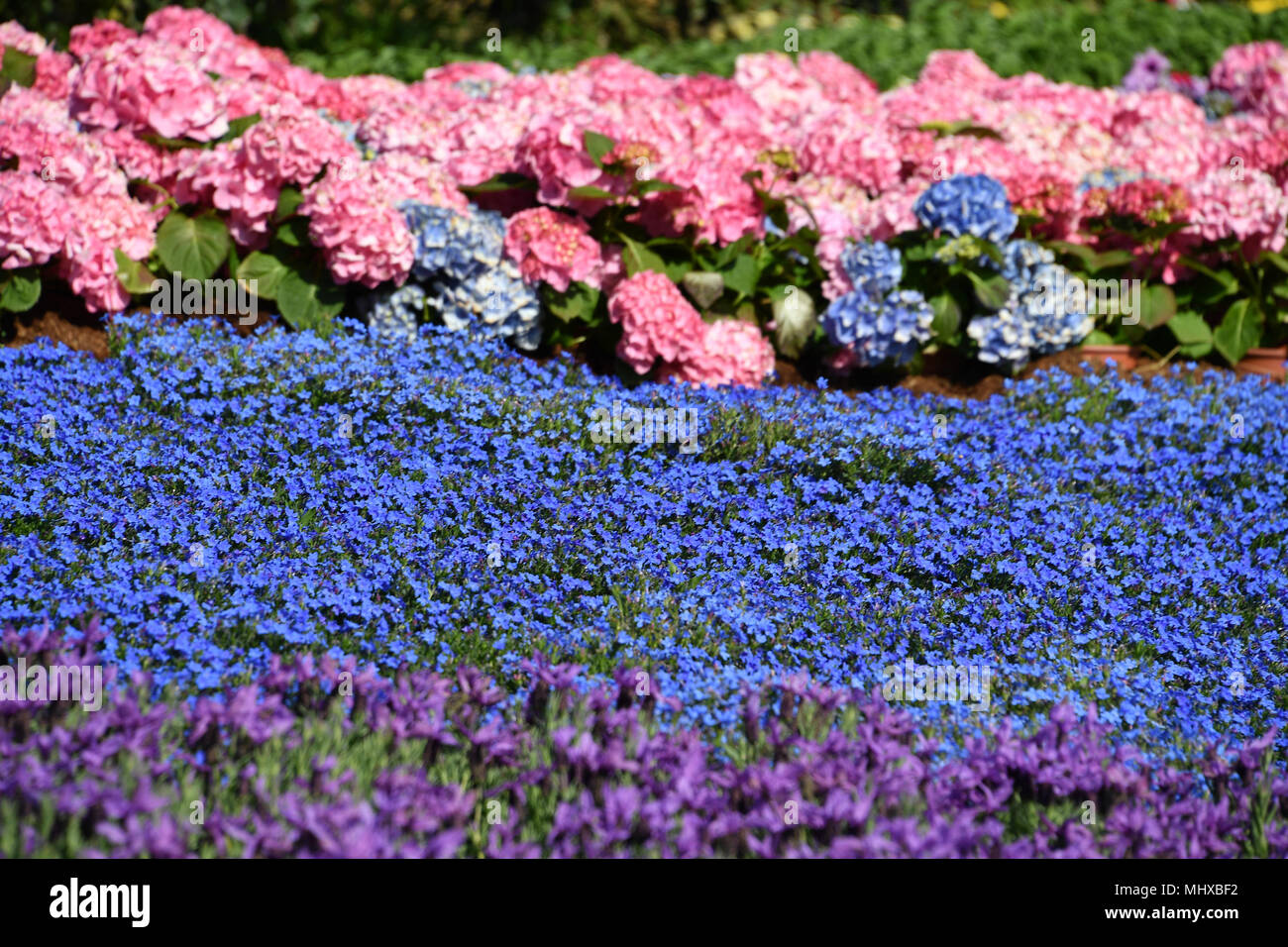 Farmed colorful outdoor flowers field detail Stock Photo Alamy