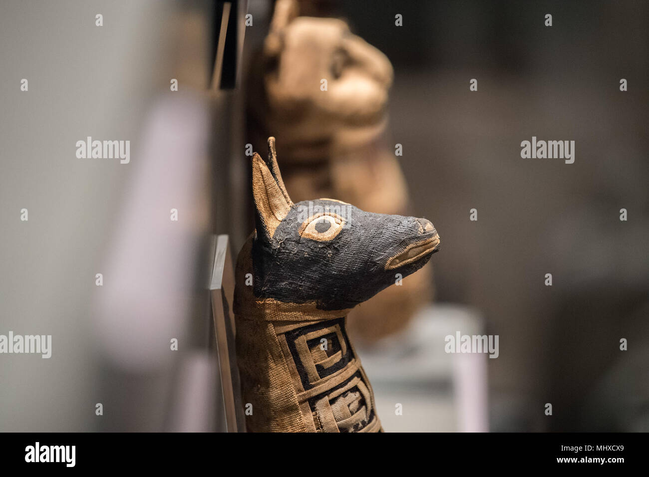 old egyptian mummy dog close up detail Stock Photo Alamy