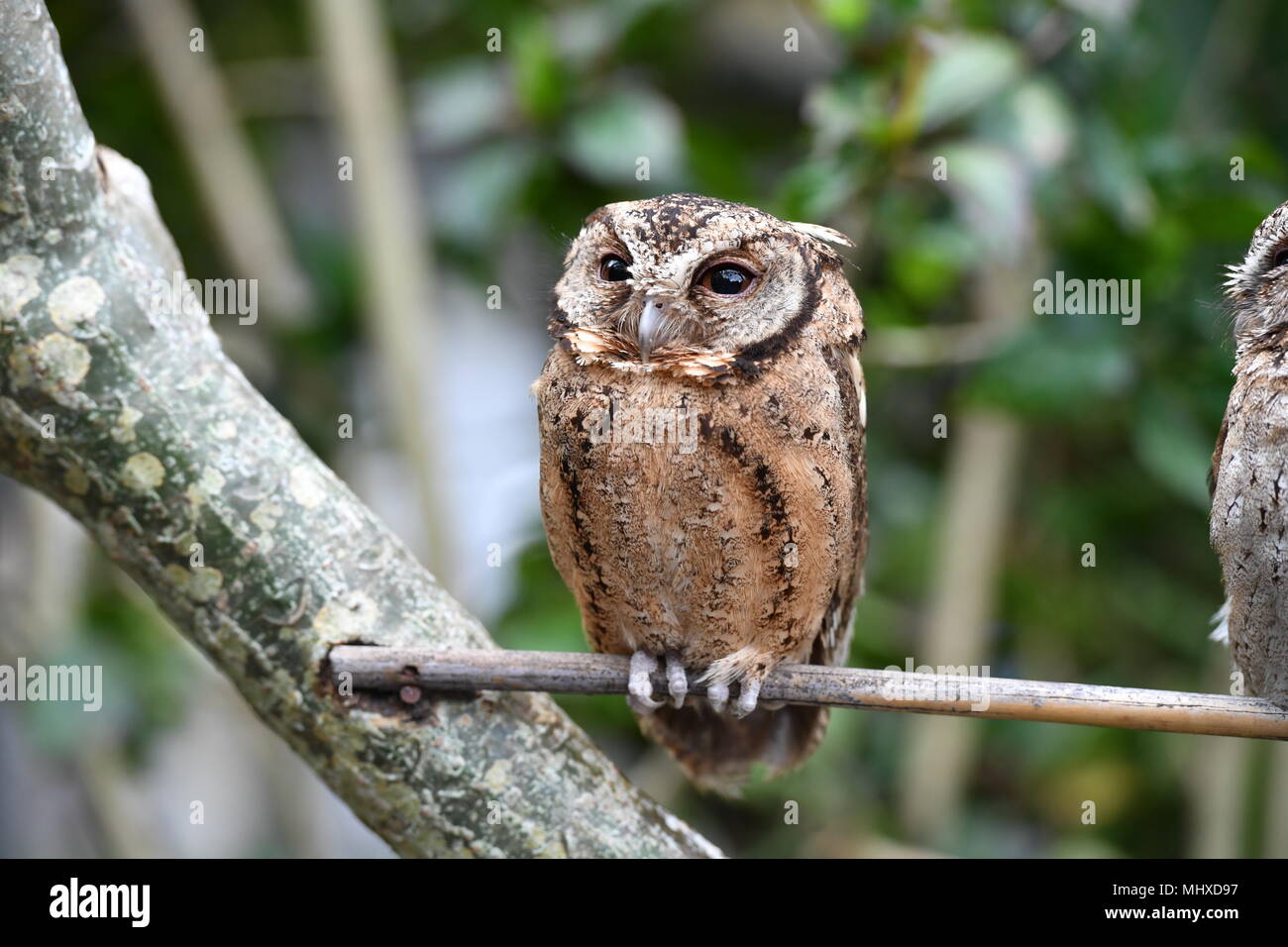 bali indonesia owl close up portrait looking at you Stock Photo