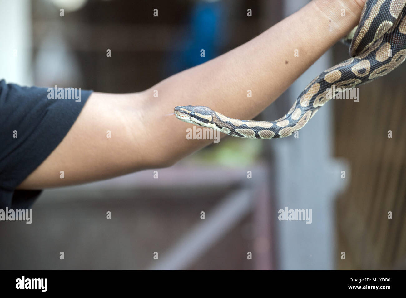 Python snake portrait while coming Stock Photo - Alamy