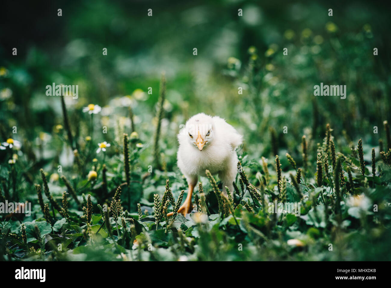 Close up newborn yellow chicken in warm tone and yellow beak on the