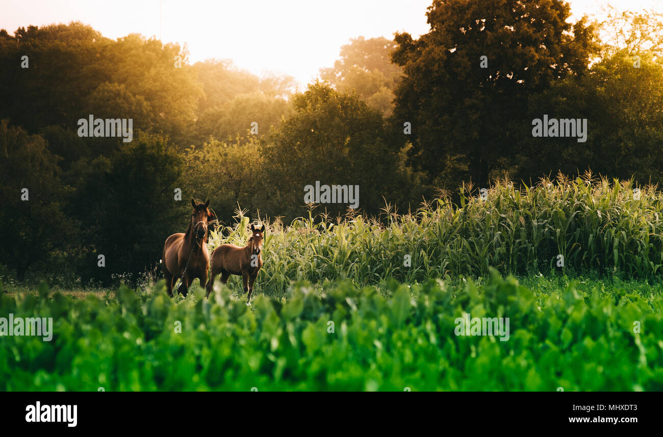 Two young horses together on pasturage in summer Stock Photo