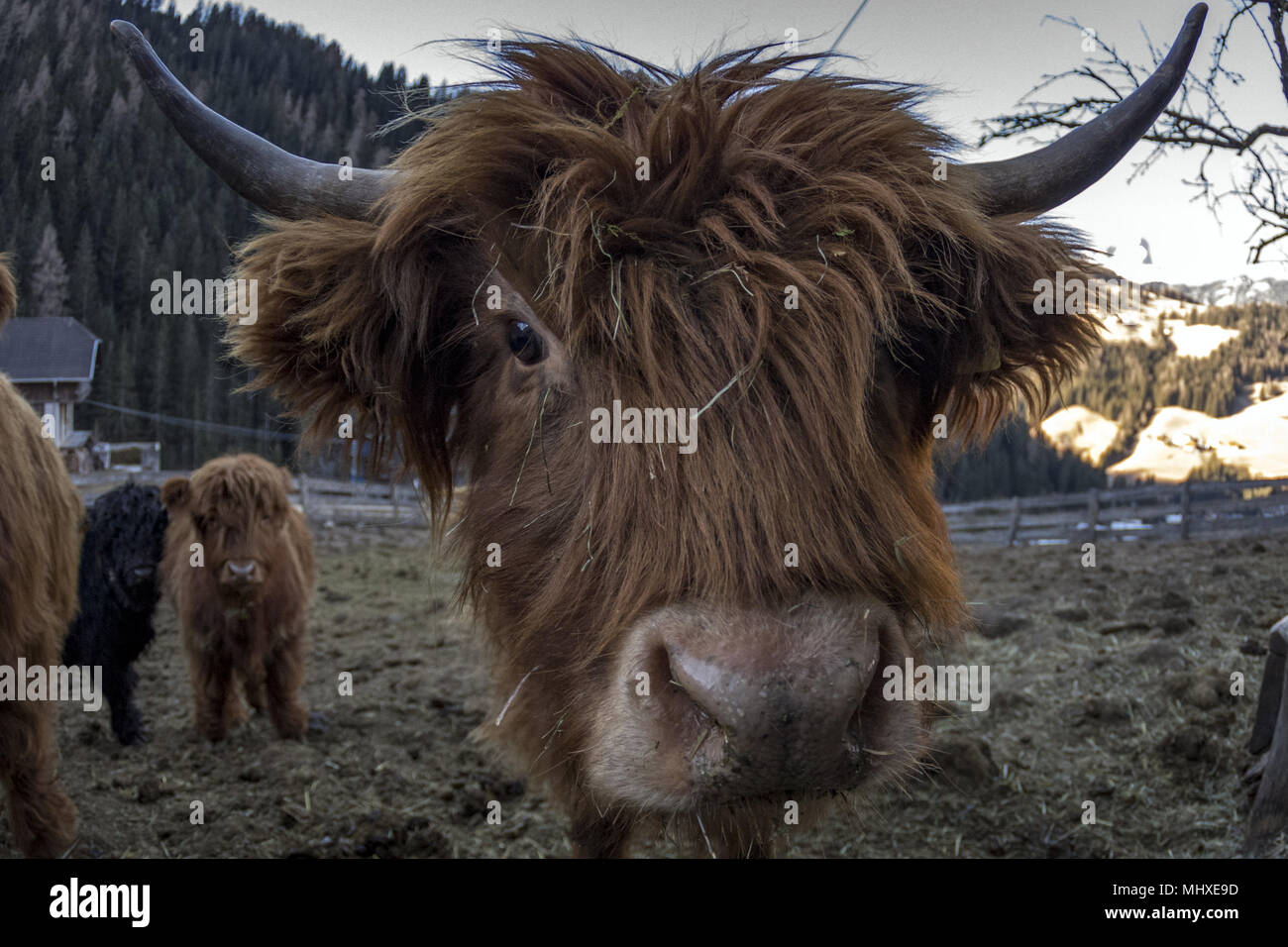 Highlander scotland hairy cow frozen nose detail Stock Photo - Alamy
