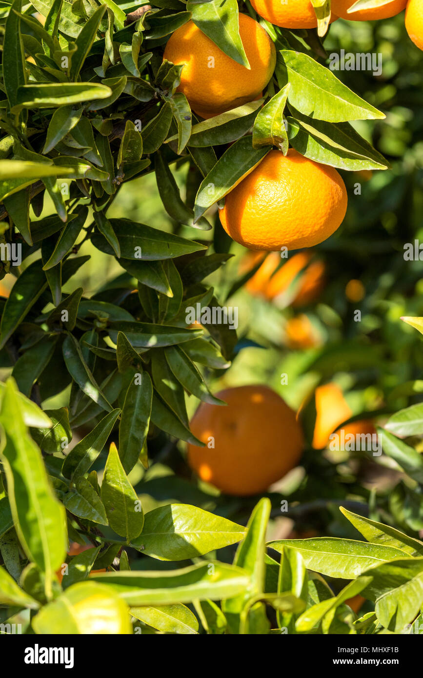 Mandarin orange tree hires stock photography and images Alamy