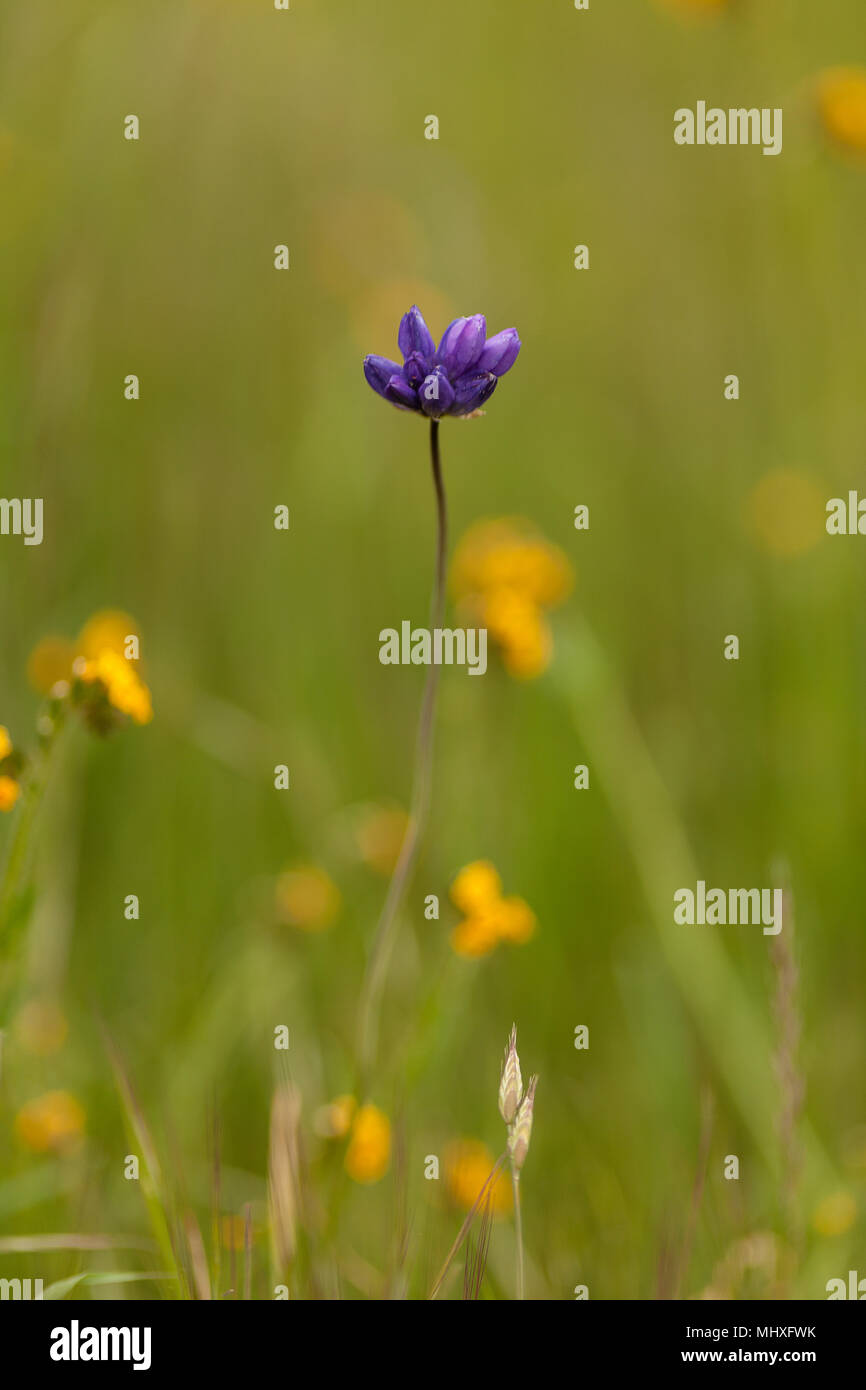 California wildflowers season 2018 Stock Photo Alamy