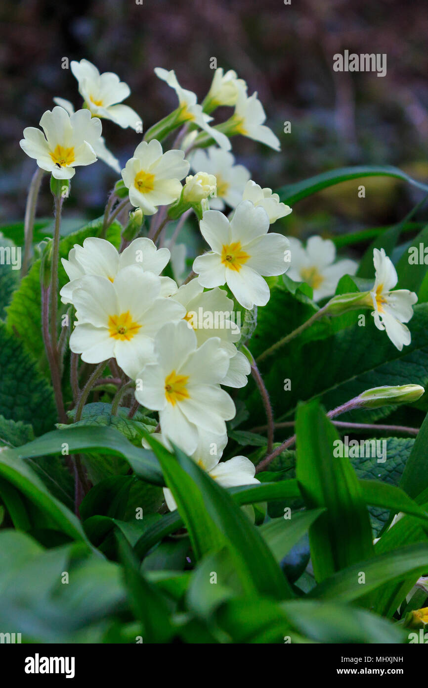 Primroses on the forest floor in Ballyseedy Wood, County Kerry, Ireland in spring Stock Photo