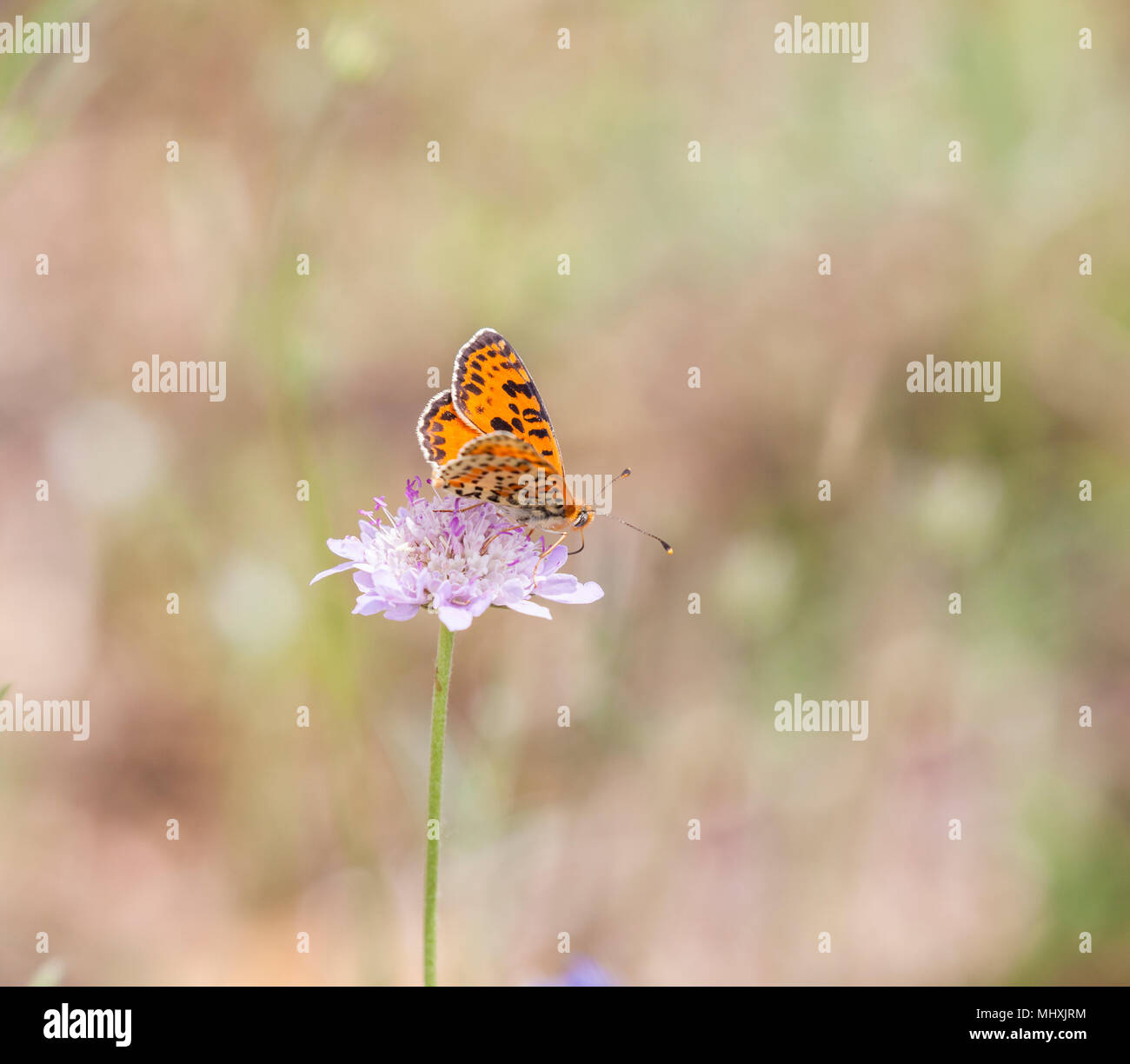 Spotted Fritillary butterfly Melitaea didyma on a flower head in the Picos de Europa Northern Spain Stock Photo