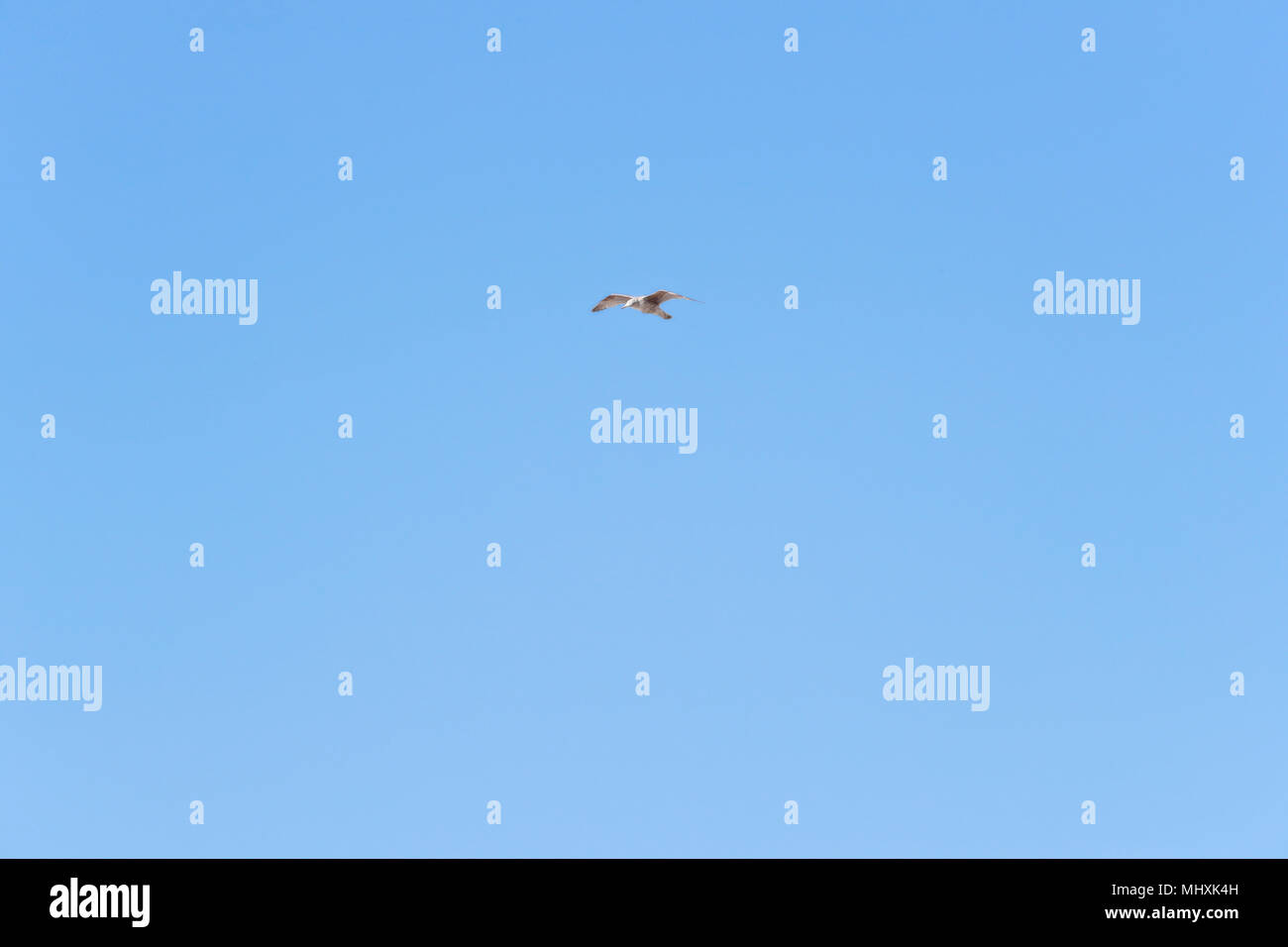 Seagull flying against bleu sky Stock Photo
