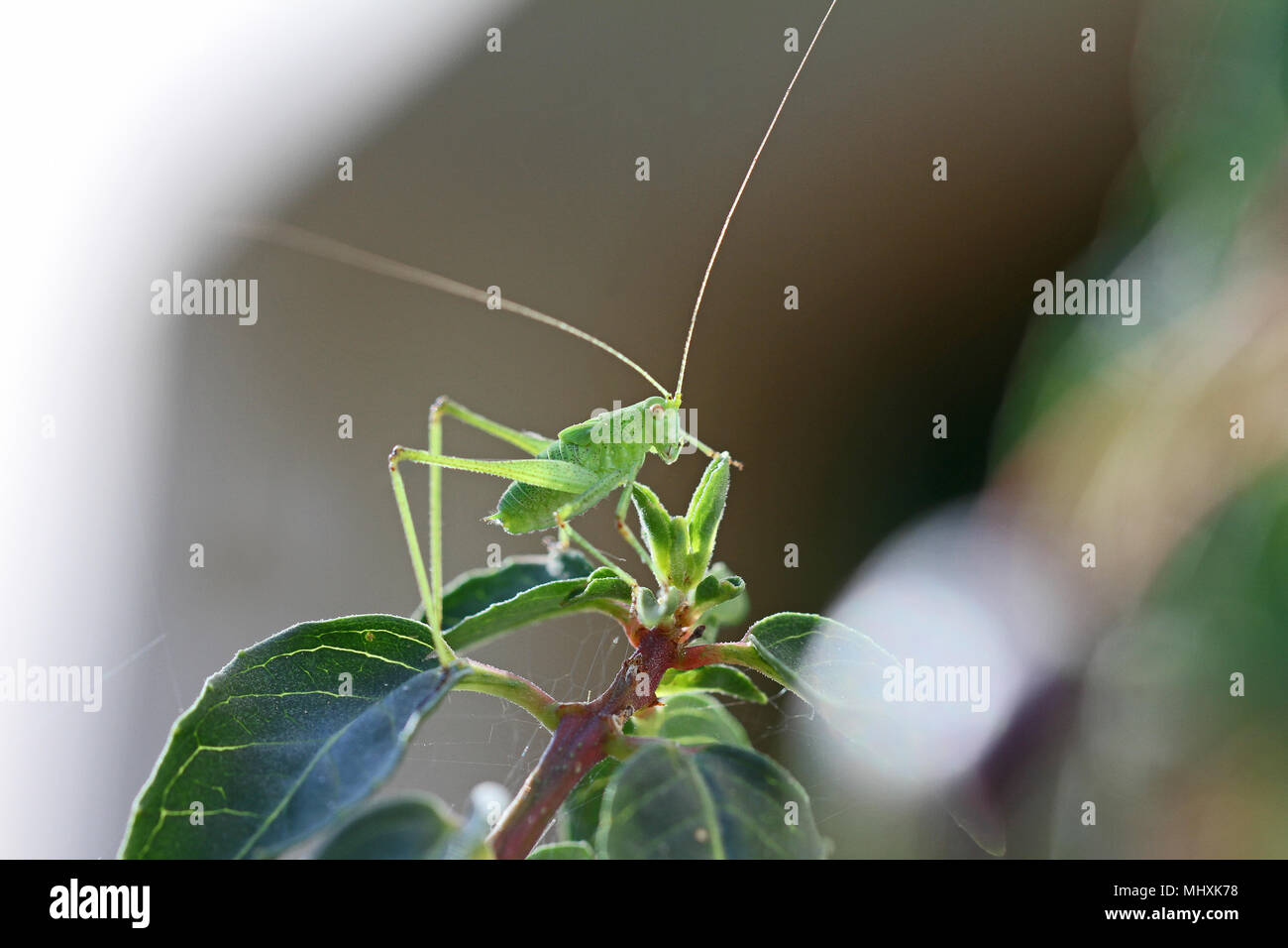 green speckled bush cricket or katydid close up Latin name leptophyes punctatissima a flightless cricket or grasshopper on a green leaf in summer Stock Photo