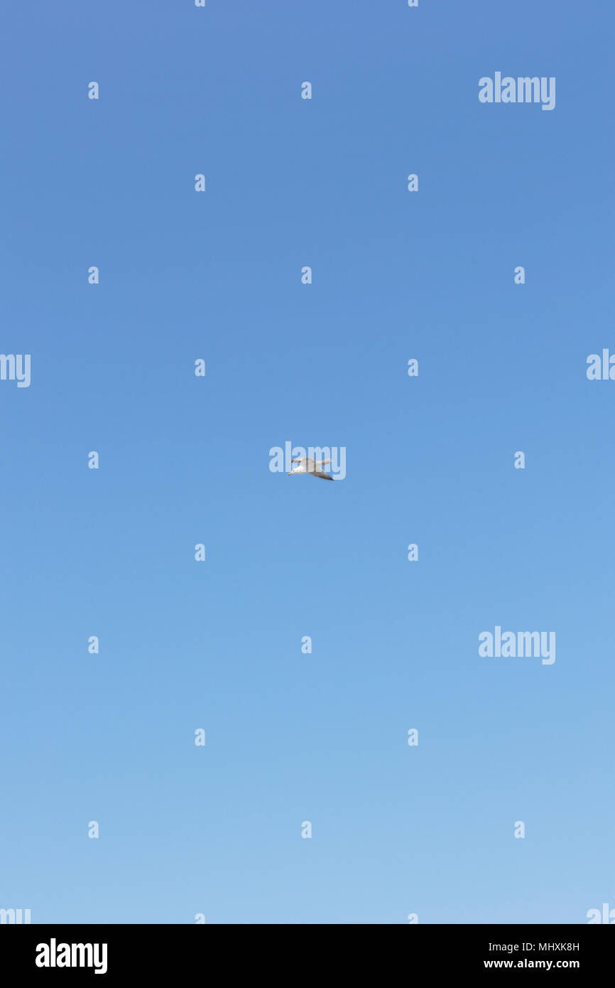 Seagull flying against bleu sky Stock Photo