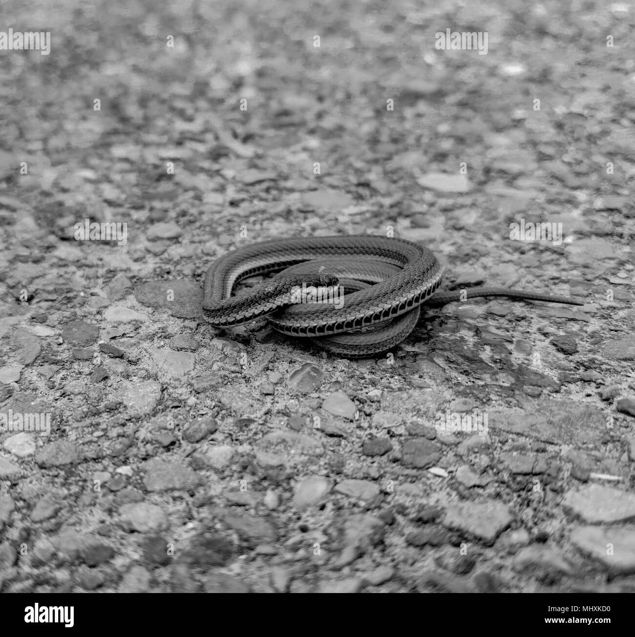 Snake on trail hi-res stock photography and images - Alamy