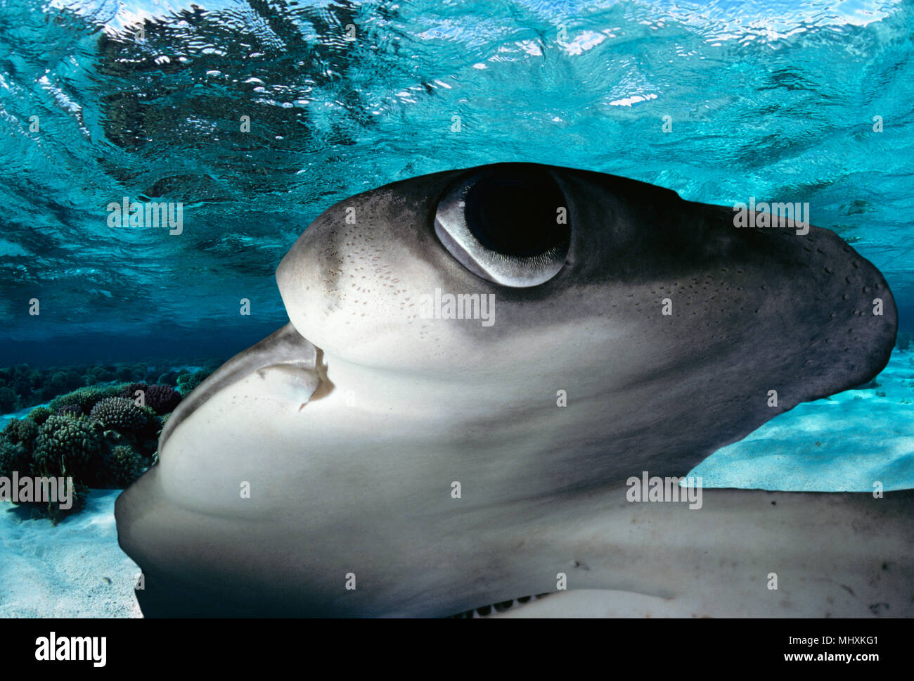 Scalloped Hammerhead Shark (Sphyrna lewini) at night, Cocos Island, Costa Rica - Pacific Ocean.  Image digitally altered to remove distracting or to a Stock Photo