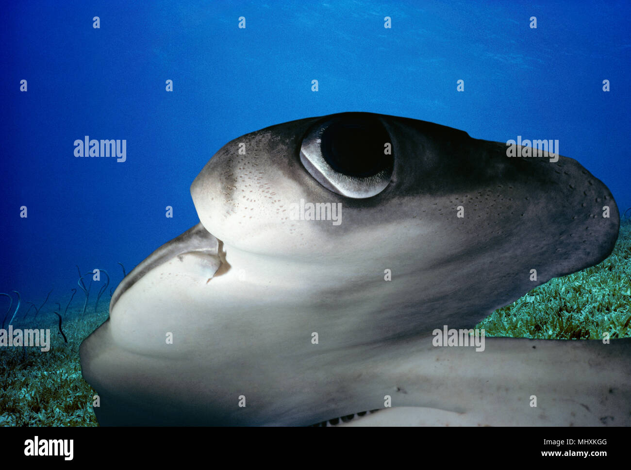 Scalloped Hammerhead Shark (Sphyrna lewini) at night, Cocos Island, Costa Rica - Pacific Ocean.  Image digitally altered to remove distracting or to a Stock Photo