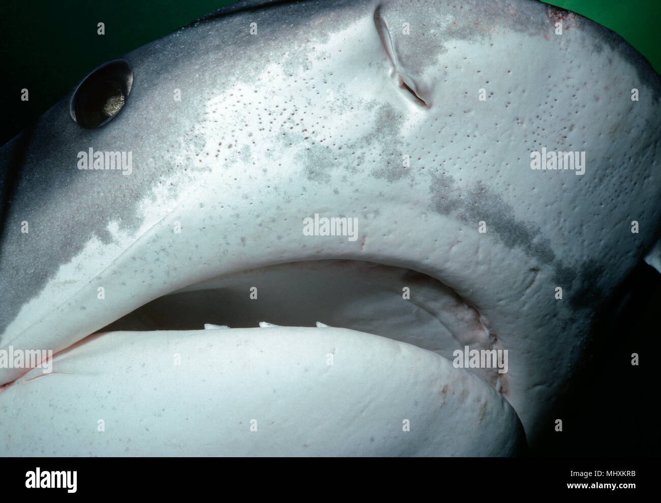 Face of a Tiger Shark (Galeocerdo cuvier). Egypt, Red Sea.    Image digitally altered to remove distracting or to add more interesting background. The Stock Photo