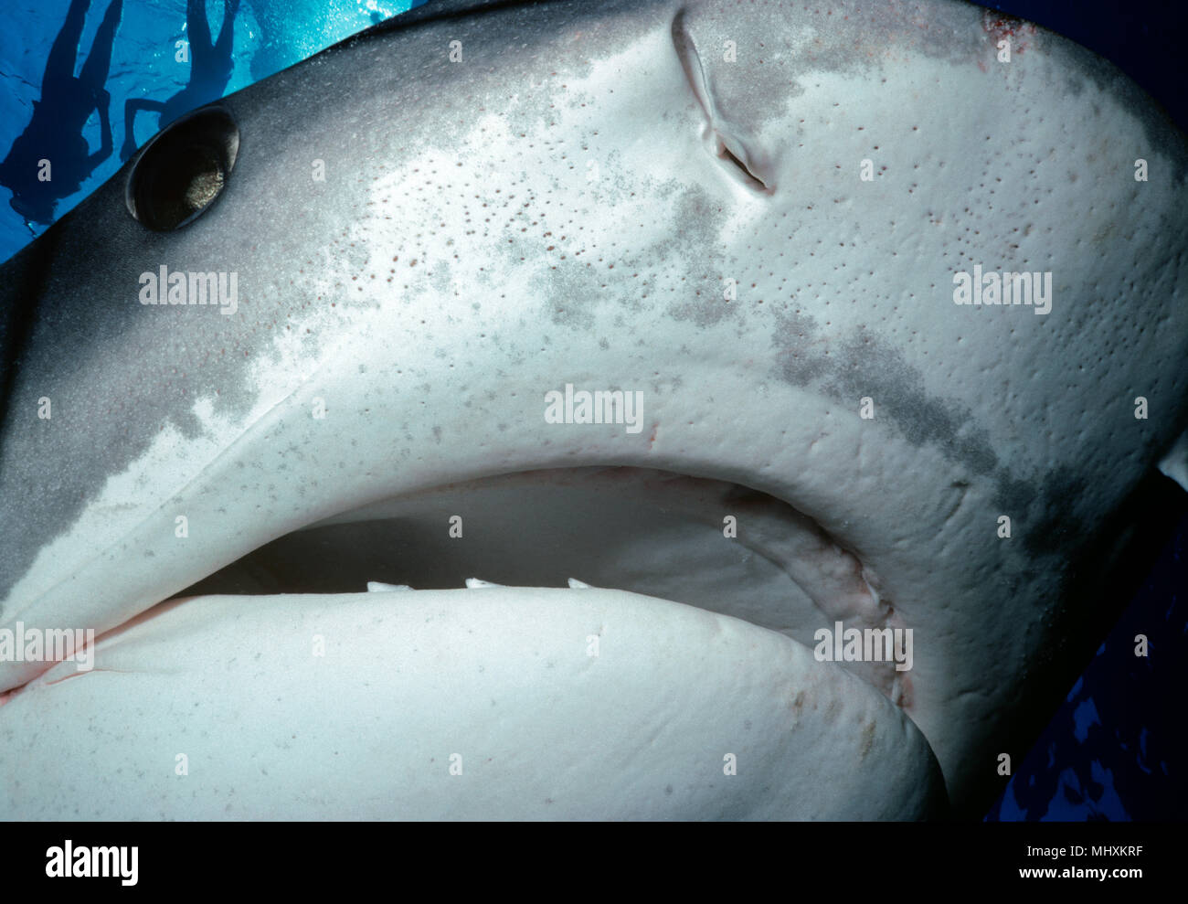 Face of a Tiger Shark (Galeocerdo cuvier). Egypt, Red Sea.    Image digitally altered to remove distracting or to add more interesting background. The Stock Photo