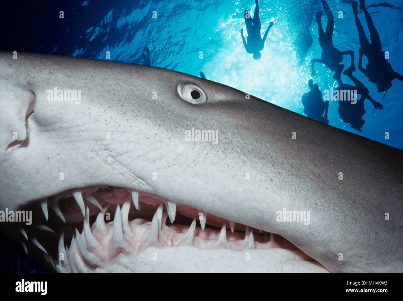 Sand Tiger Shark (Eugomphodus taurus) at night, Eastern Australia - Pacific Ocean.  Image digitally altered to remove distracting or to add more inter Stock Photo