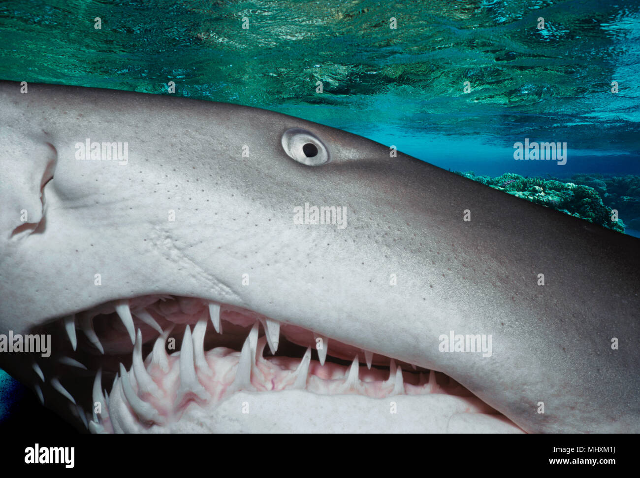Sand Tiger Shark (Eugomphodus taurus) at night, Eastern Australia - Pacific Ocean.  Image digitally altered to remove distracting or to add more inter Stock Photo