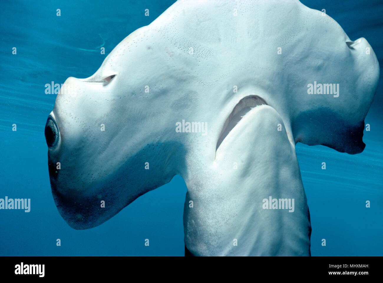 Head and mouth of Juvenile Scalloped Hammerhead Shark (Sphyrna Lewini), Kane'ohe Bay, Hawaii - Pacific Ocean.   This image has been digitally altered  Stock Photo