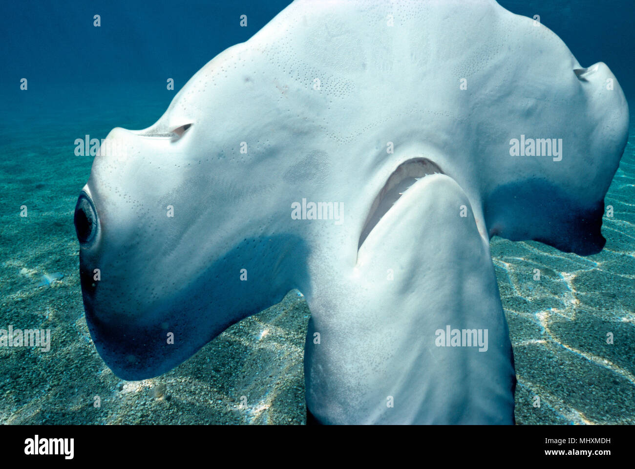 Head and mouth of Juvenile Scalloped Hammerhead Shark (Sphyrna Lewini), Kane'ohe Bay, Hawaii - Pacific Ocean.   This image has been digitally altered  Stock Photo