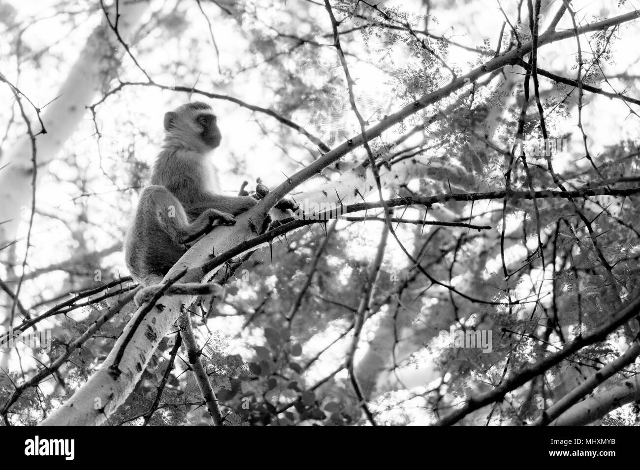 monkey sitting in branches in black and white Stock Photo