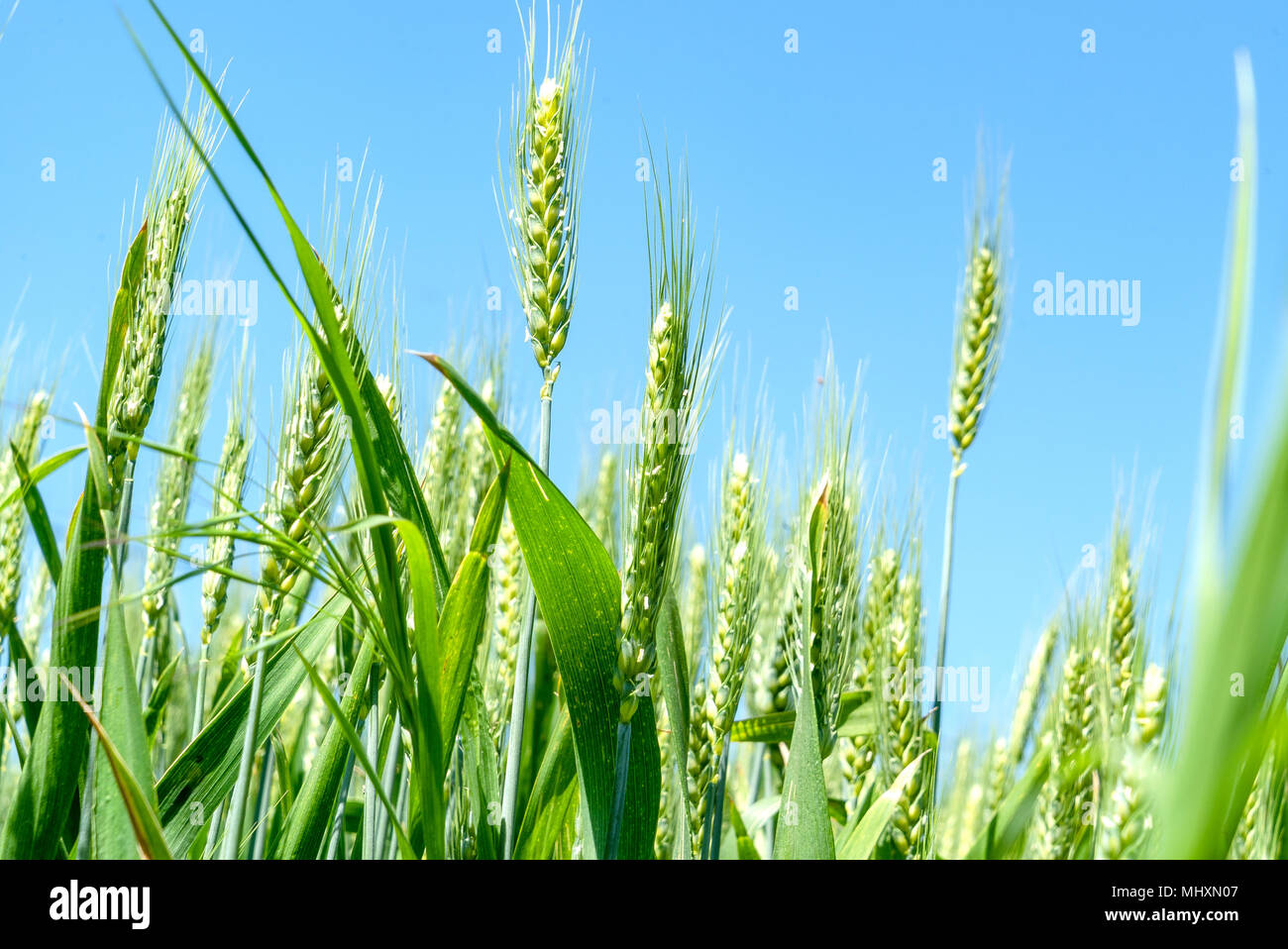 spikes in field Stock Photo