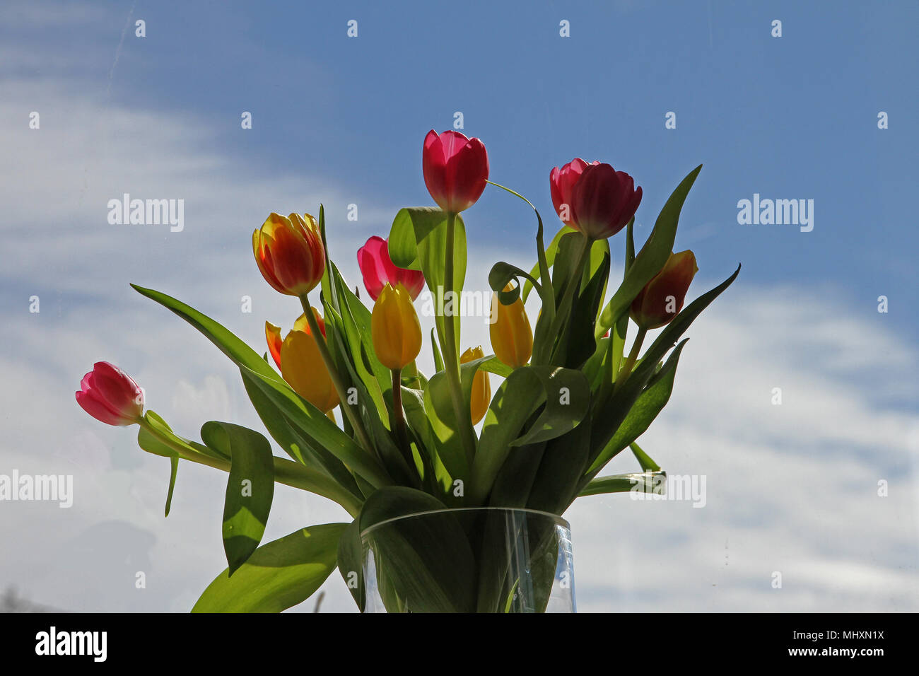Tulipa family liliaceae hi-res stock photography and images - Alamy