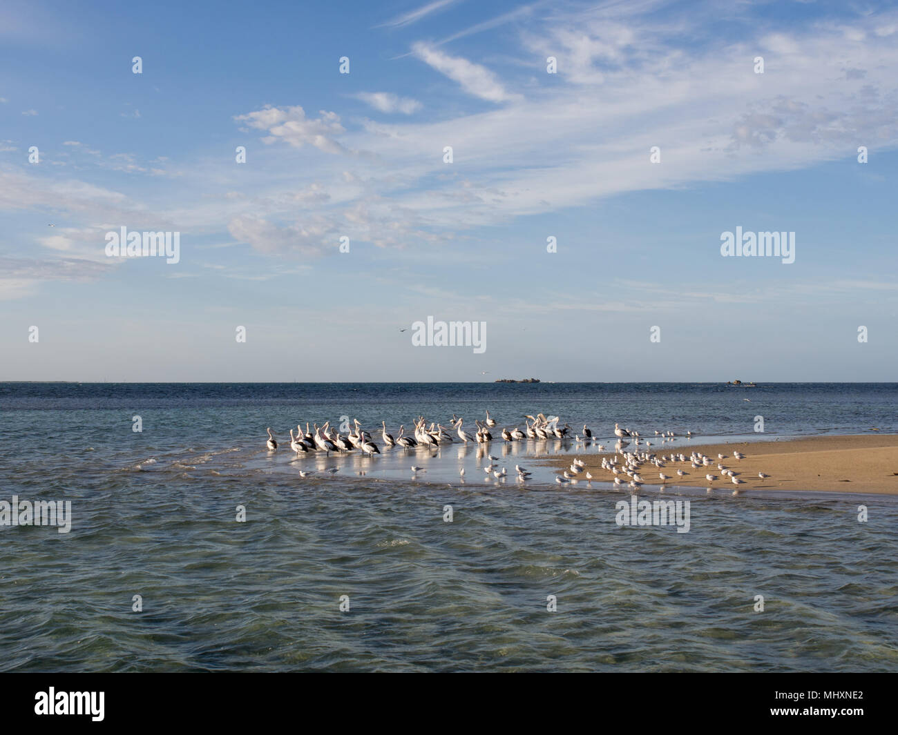 Seabirds on Penguin Island, Western Australia Stock Photo
