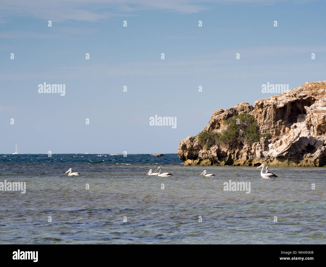 Pelicans swimming in the ocean, Penguin Island, Western Australia Stock Photo