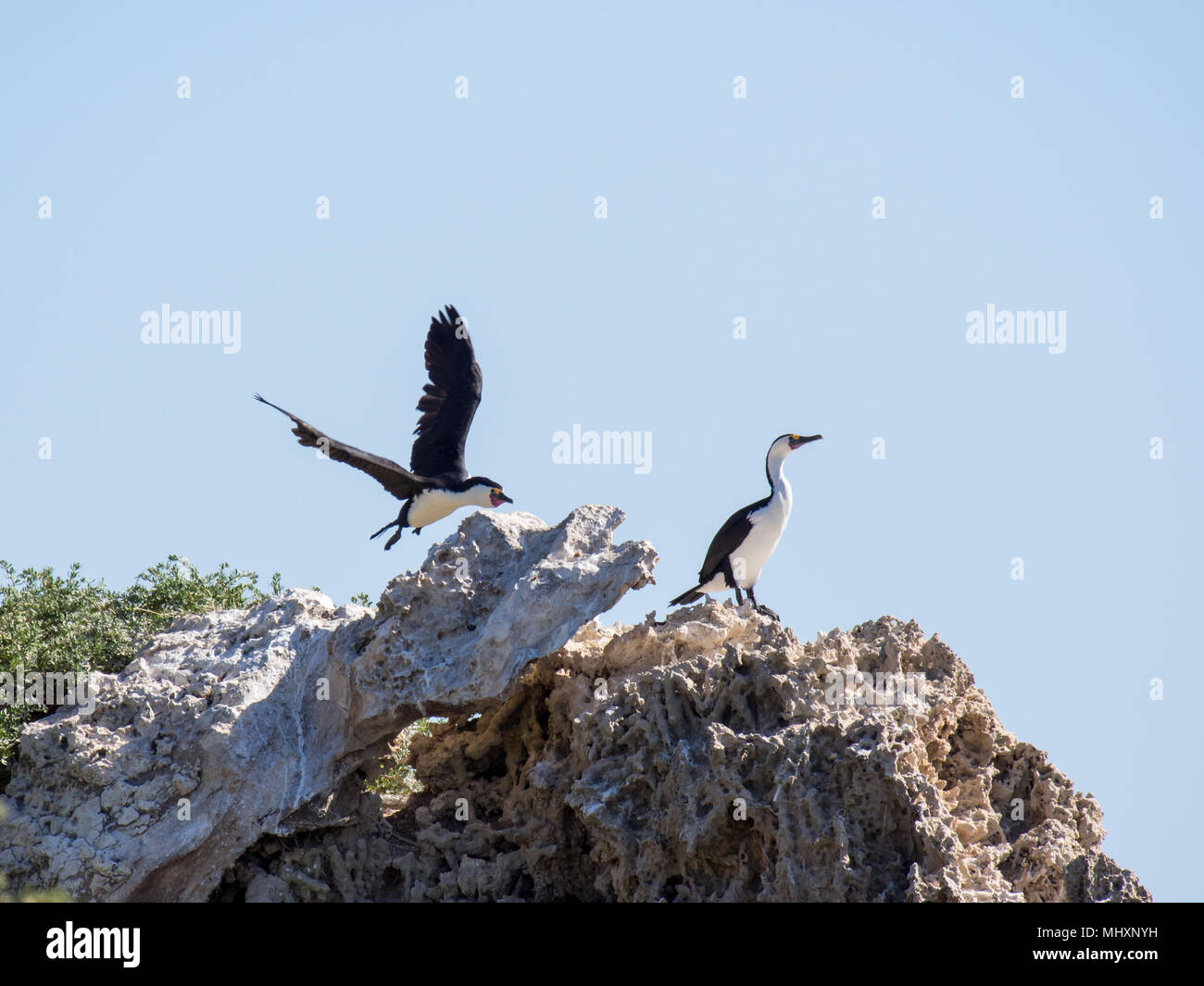Pied cormorants on rocks, Penguin Island, Western Australia Stock Photo