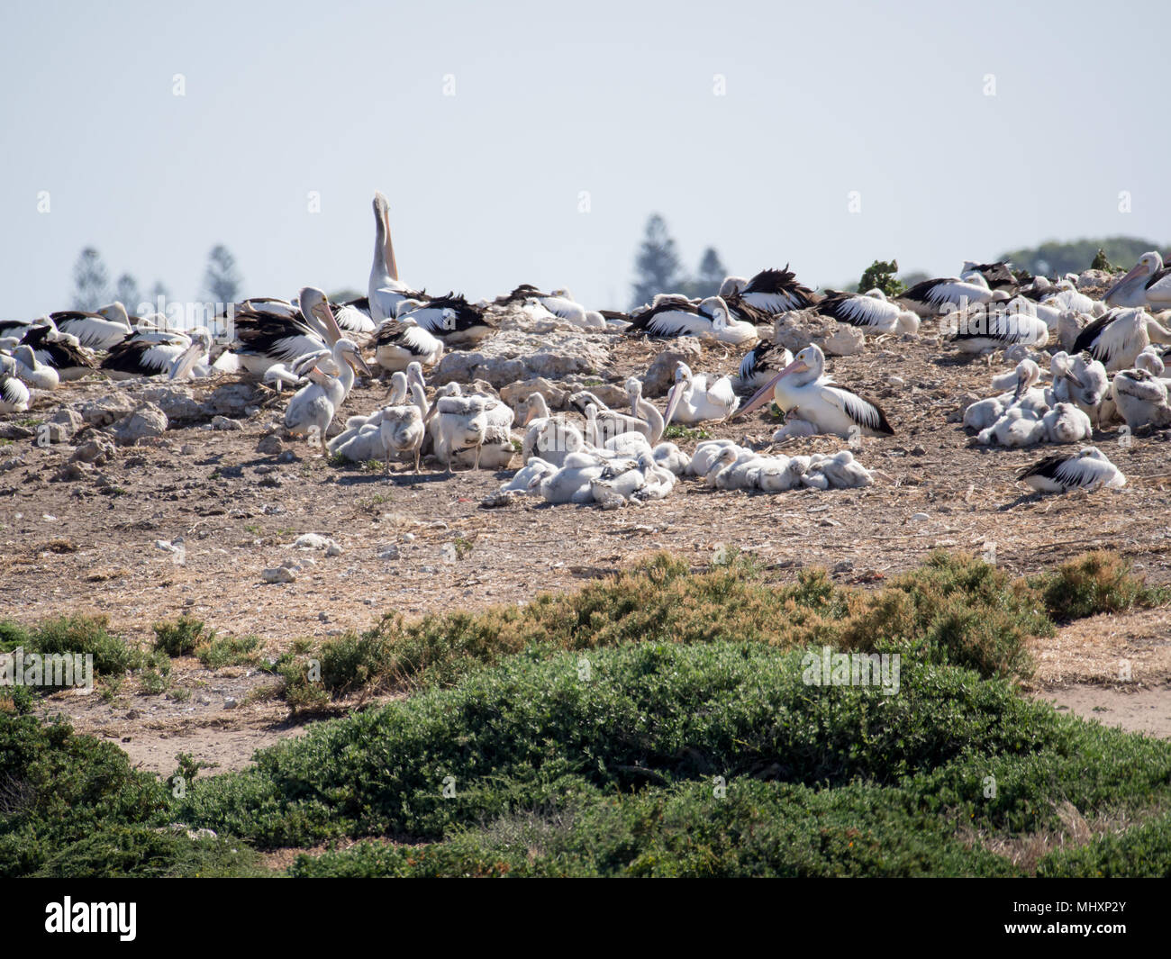 Pelican breeding colony with chicks, Penguin Island, Western Australia Stock Photo