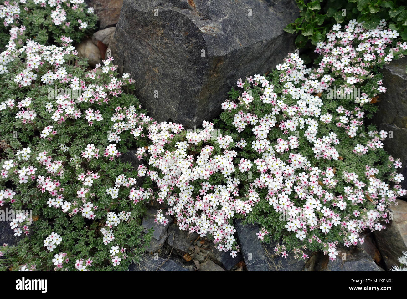 Androsace sarmentosa, Rock jasmine alpine plants rockery stone Stock Photo