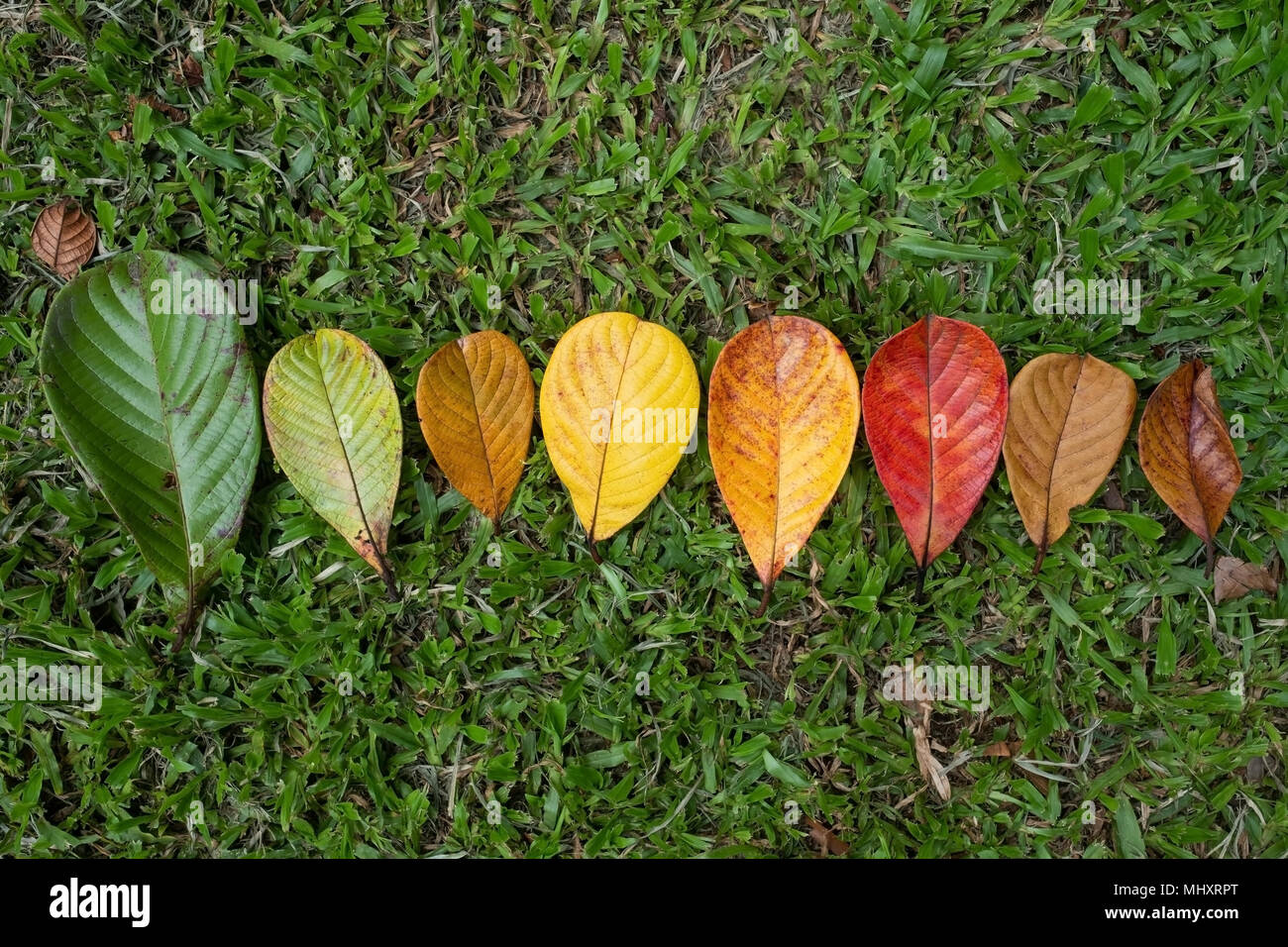 Autumn Maple leaf transition and variation concept for fall and change of season Stock Photo