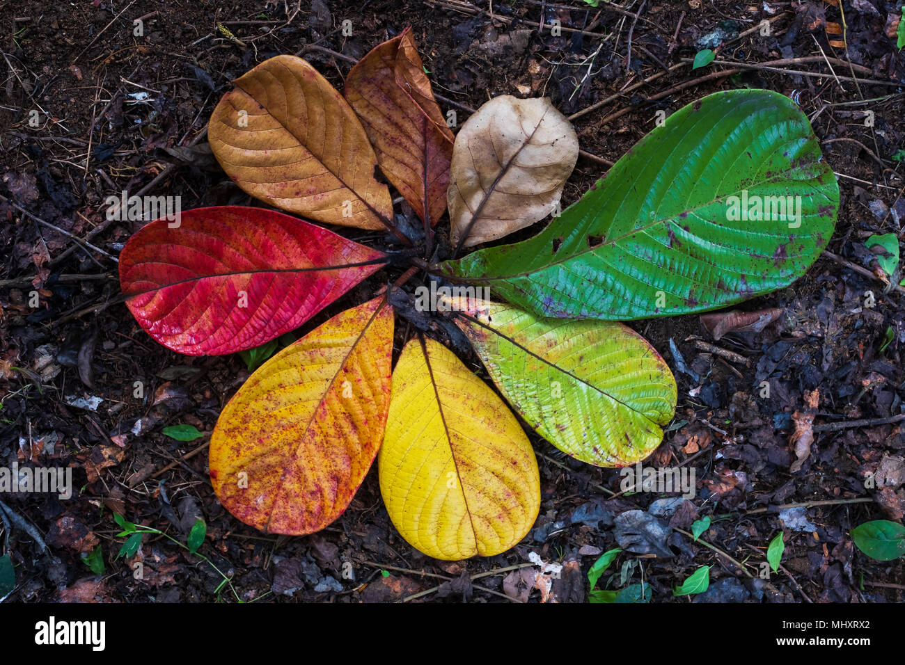 Autumn Maple leaf transition and variation concept for fall and change of season Stock Photo