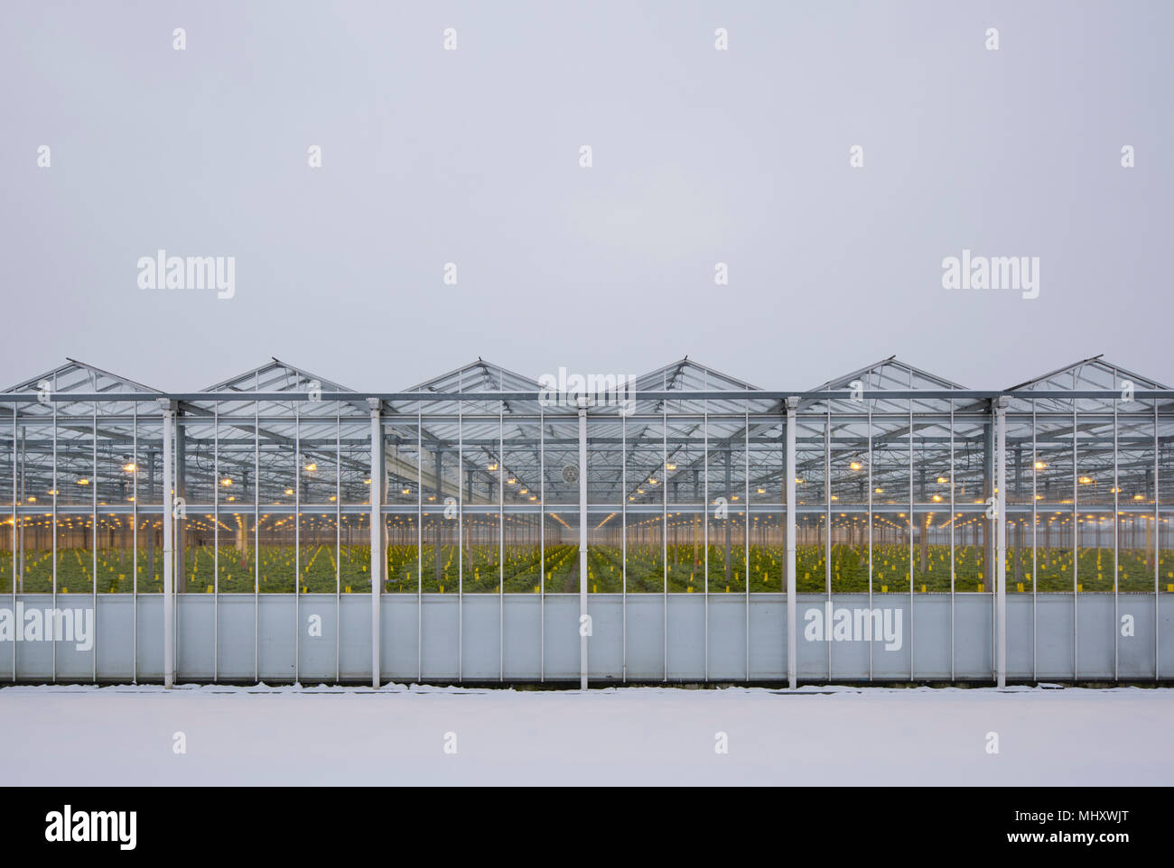 Greenhouse using LED lights, Made, NoordBrabant, Netherlands Stock Photo Alamy