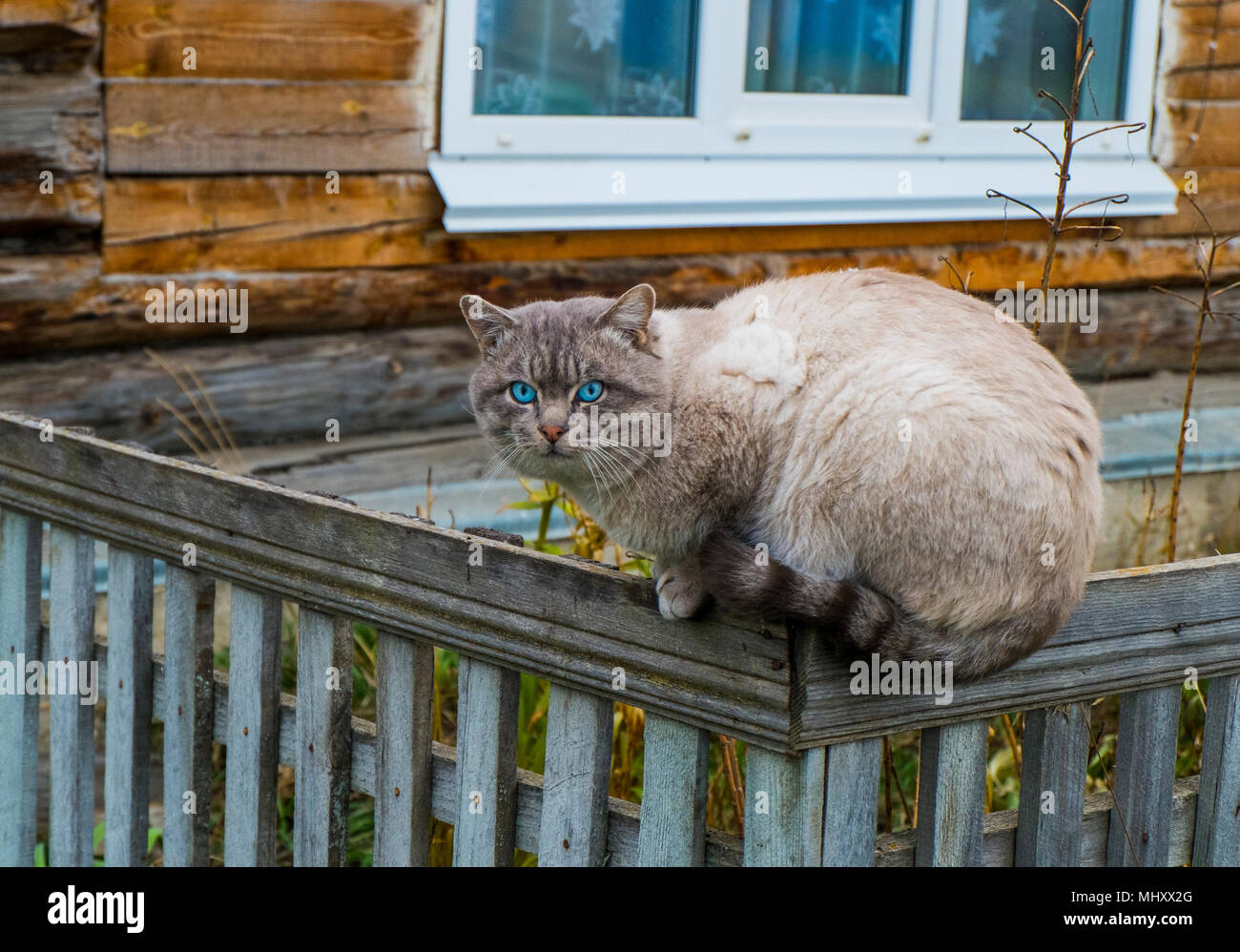 Portrait of blue eyed cat sitting on garden fence Stock Photo - Alamy