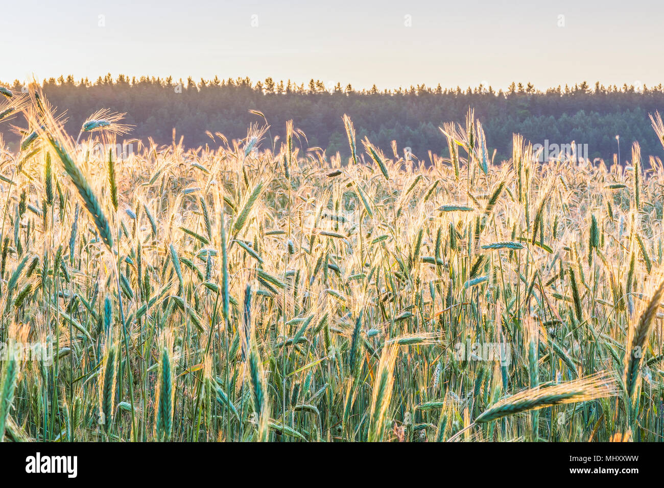 Dawn in the spring wheat field in the Kyiv region, Ukraine. Stock Photo