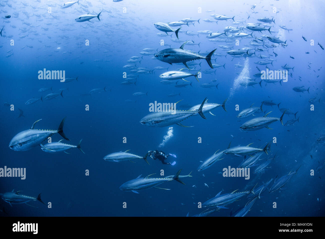 Yellowfin tuna underwater hires stock photography and images Alamy