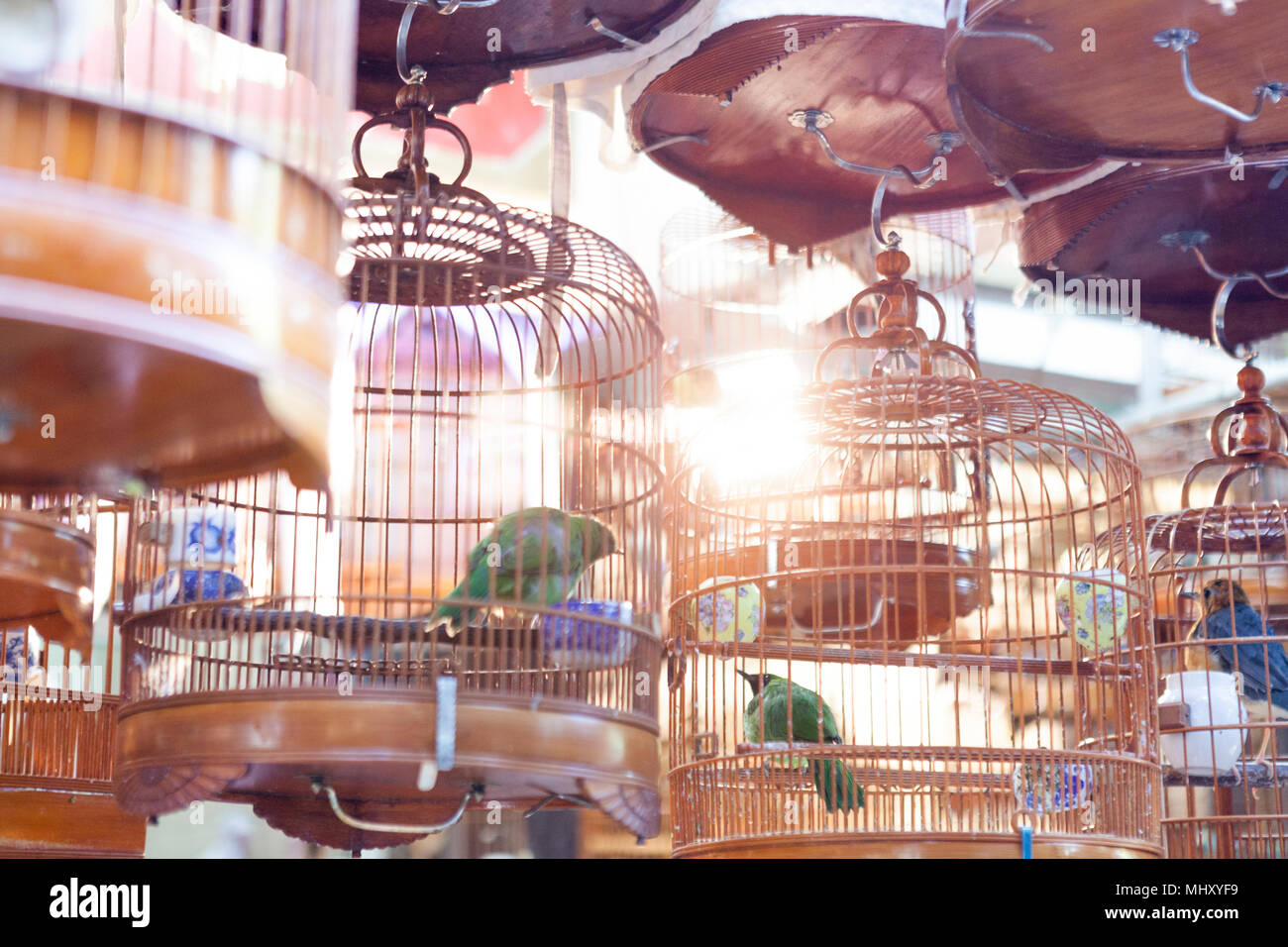 Birds in copper birdcages, Hong Kong, China, East Asia Stock Photo