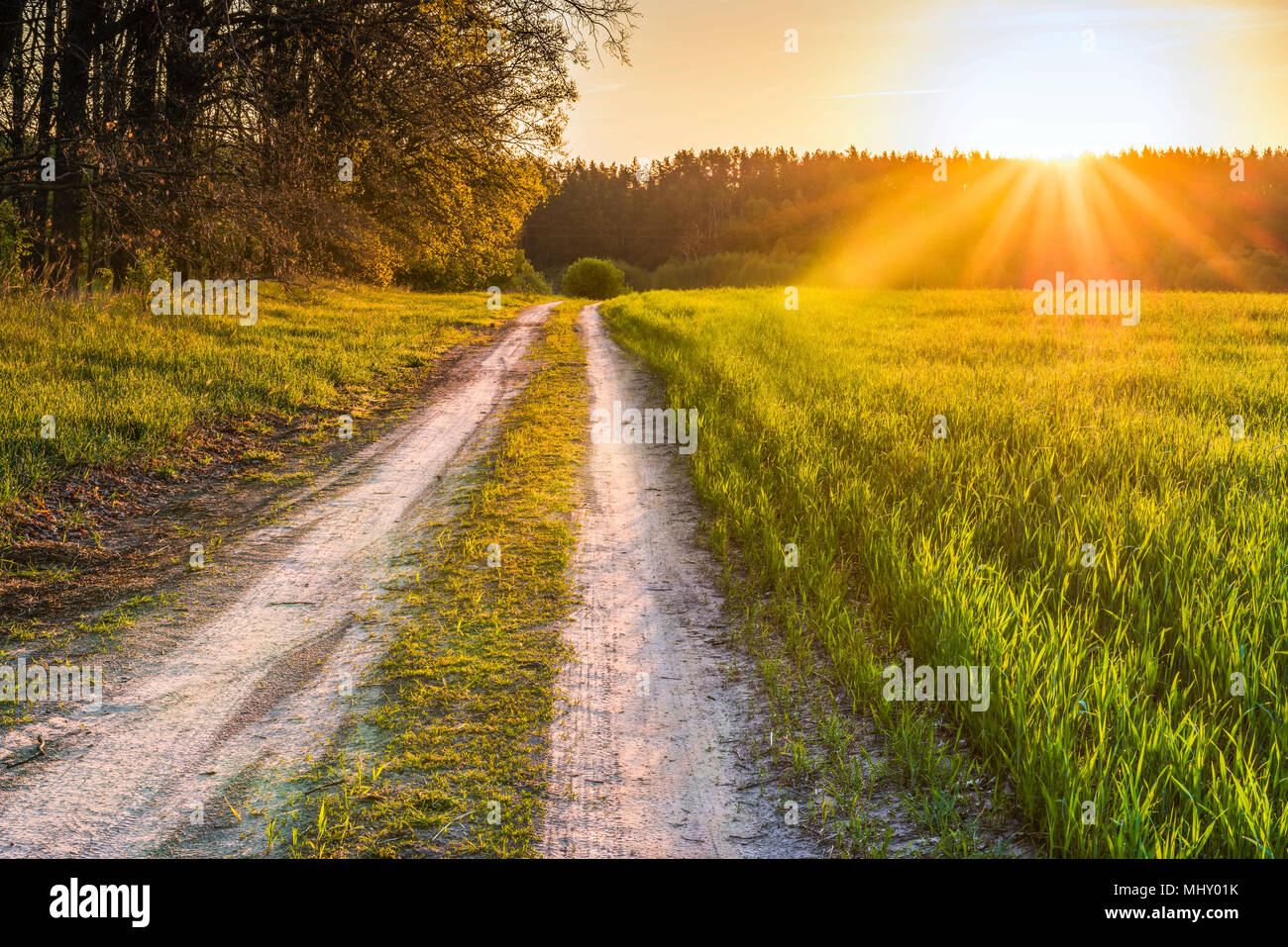 Dawn in the spring wheat field in the Kyiv region, Ukraine. The road is along the May field. Stock Photo