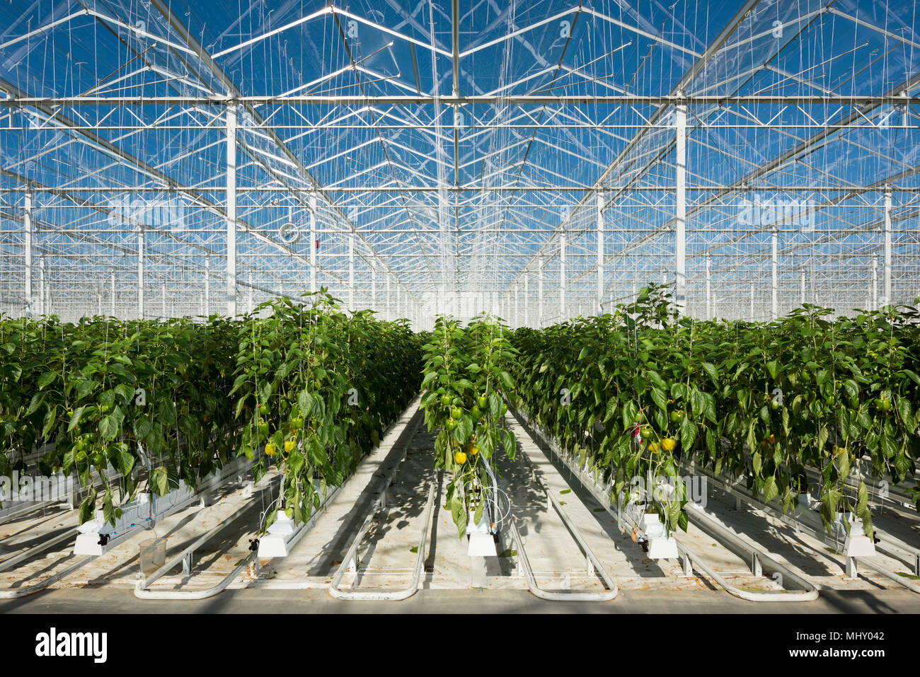 Growing greenhouse hires stock photography and images Alamy