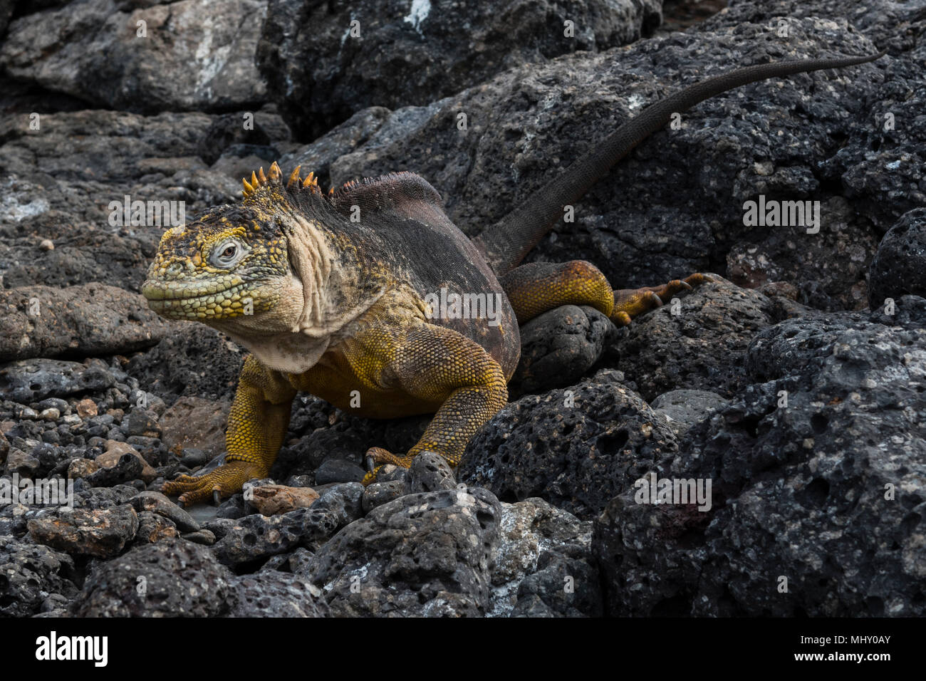 Land Iguana (Conolophus subcristatus) on rocks, South Plaza Island, Galapagos Islands, Ecuador Stock Photo