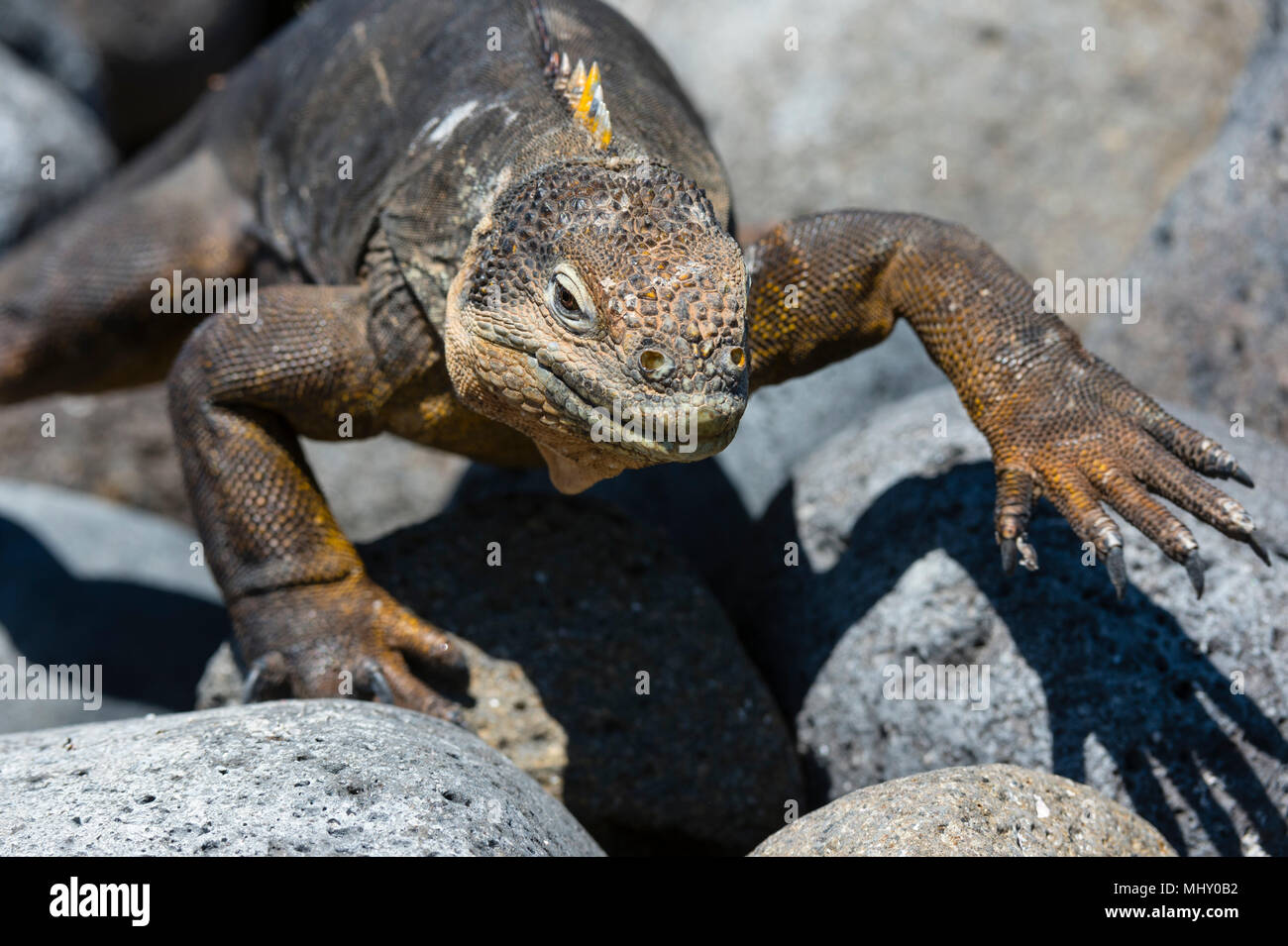 Land Iguana (Conolophus subcristatus) on rocks, close up, South Plaza Island, Galapagos Islands, Ecuador Stock Photo